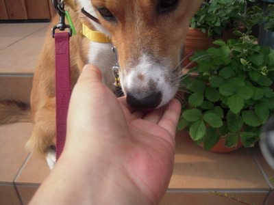 f:id:miyuki1967:20110816082940j:image