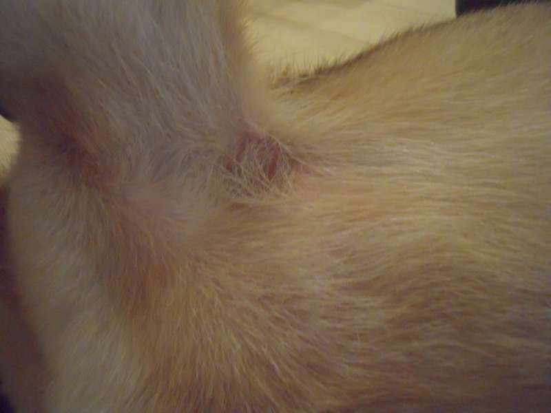 f:id:miyuki1967:20110818102029j:image