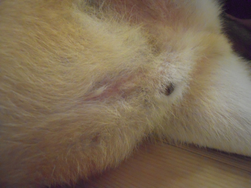 f:id:miyuki1967:20110818102033j:image