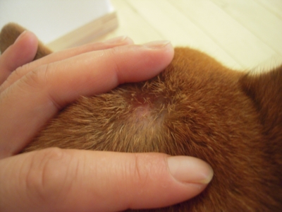 f:id:miyuki1967:20110818103827j:image