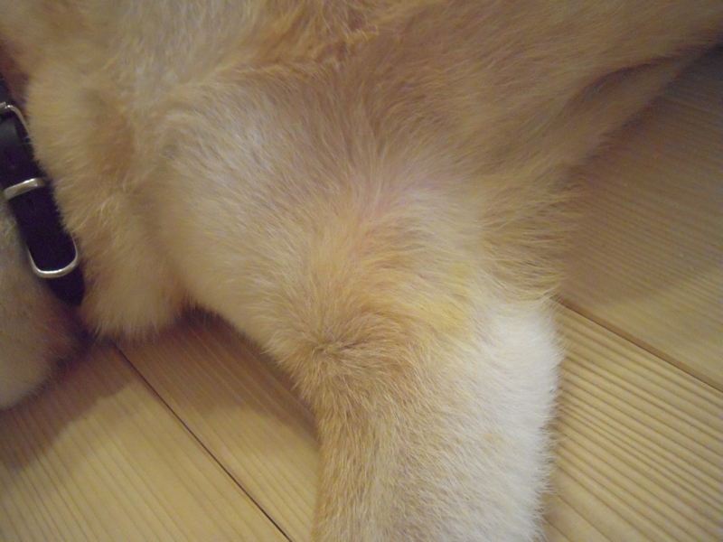 f:id:miyuki1967:20110818103905j:image