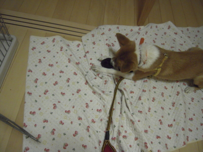 f:id:miyuki1967:20111116204420j:image f:id:miyuki1967:20111116204420j:image