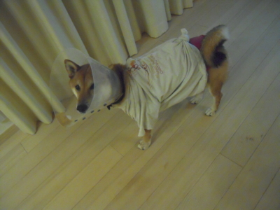 f:id:miyuki1967:20111127221527j:image