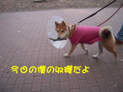 f:id:miyuki1967:20111128111610j:image