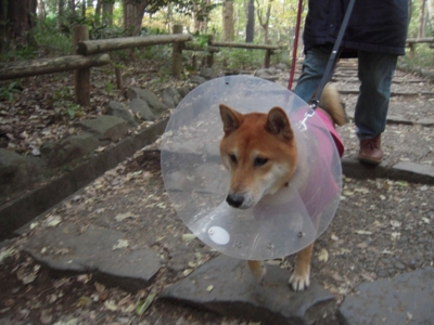 f:id:miyuki1967:20111128111627j:image