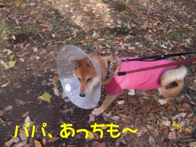 f:id:miyuki1967:20111128111637j:image