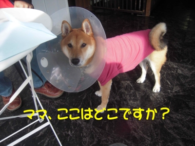 f:id:miyuki1967:20111128112747j:image