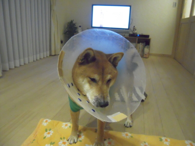 f:id:miyuki1967:20111212213922j:image