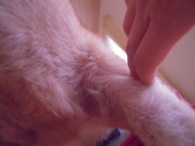 f:id:miyuki1967:20111221082611j:image