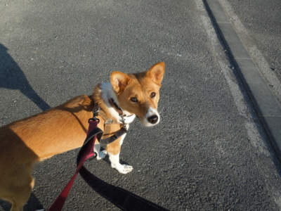 f:id:miyuki1967:20120104083349j:image