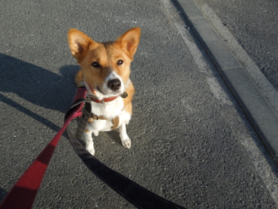 f:id:miyuki1967:20120104083405j:image