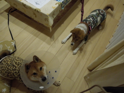 f:id:miyuki1967:20120123194139j:image f:id:miyuki1967:20120123194139j:image