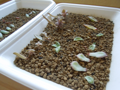 f:id:miyuki1967:20120130075104j:image