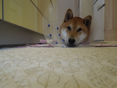 f:id:miyuki1967:20120307073348j:image
