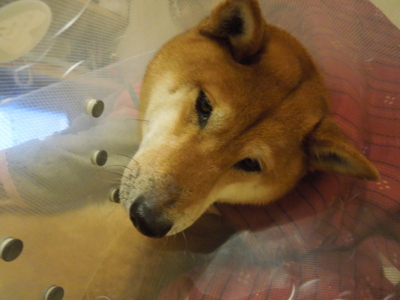 f:id:miyuki1967:20120311233643j:image