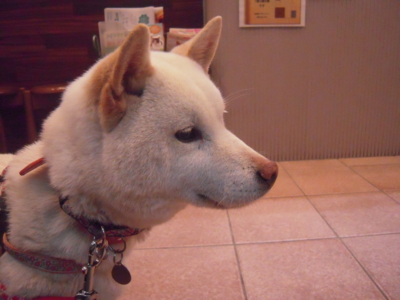 f:id:miyuki1967:20120411183405j:image