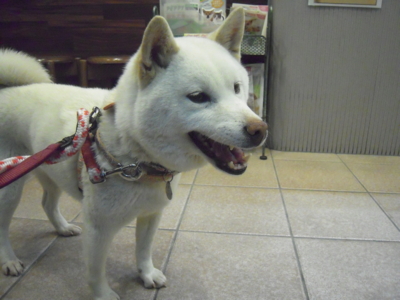 f:id:miyuki1967:20120411183506j:image