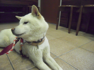 f:id:miyuki1967:20120411183728j:image