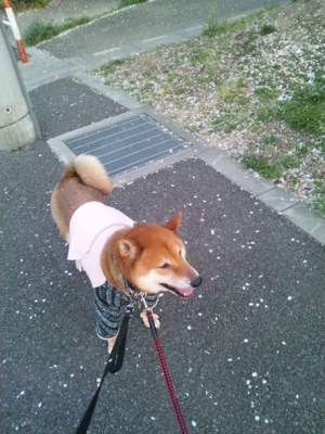 f:id:miyuki1967:20120412180028j:image