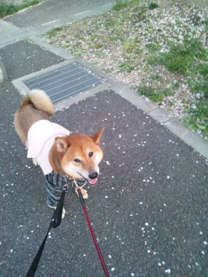 f:id:miyuki1967:20120412180032j:image