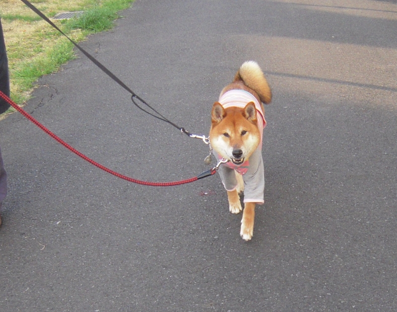 f:id:miyuki1967:20120413101120j:image:w400