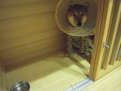 f:id:miyuki1967:20120417201539j:image f:id:miyuki1967:20120417201539j:image