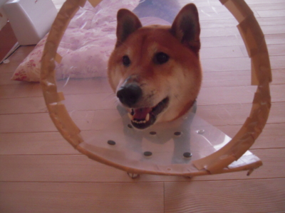 f:id:miyuki1967:20120419073230j:image