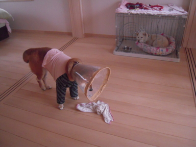 f:id:miyuki1967:20120419074434j:image