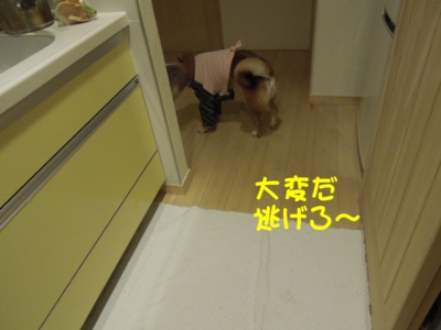 f:id:miyuki1967:20120420091948j:image