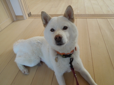 f:id:miyuki1967:20120514075216j:image f:id:miyuki1967:20120514075216j:image