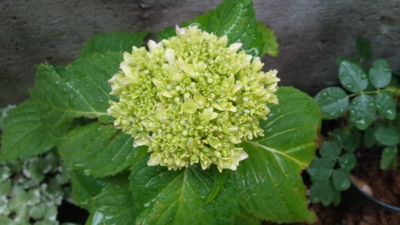 f:id:miyuki1967:20120522081107j:image