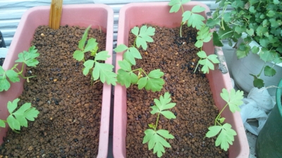 f:id:miyuki1967:20120522081208j:image