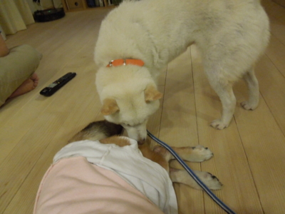 f:id:miyuki1967:20120525193834j:image