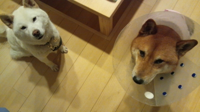 f:id:miyuki1967:20120525232236j:image