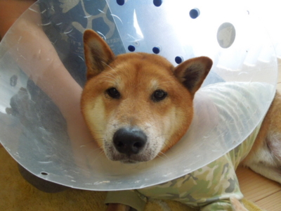 f:id:miyuki1967:20120527123655j:image