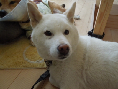 f:id:miyuki1967:20120527123851j:image