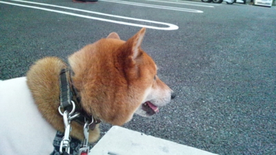 f:id:miyuki1967:20120622185809j:image