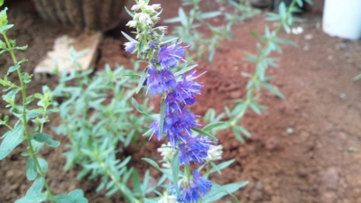 f:id:miyuki1967:20120623080742j:image