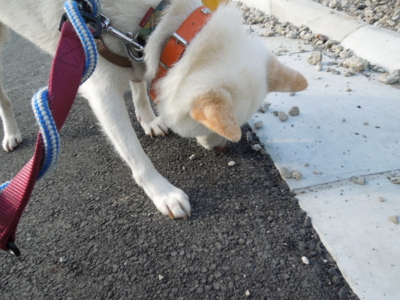 f:id:miyuki1967:20120627065402j:image