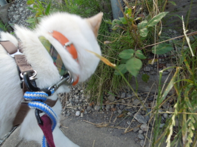 f:id:miyuki1967:20120627065645j:image