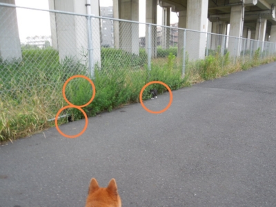 f:id:miyuki1967:20120719092807j:image