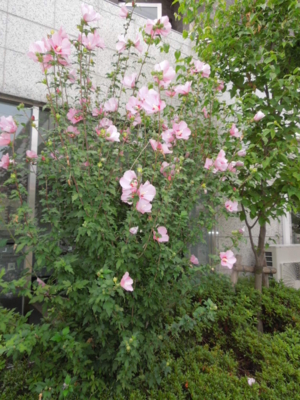 f:id:miyuki1967:20120906063650j:image