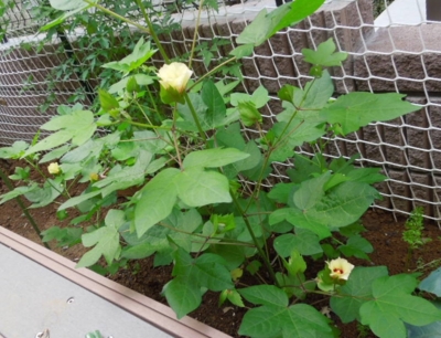 f:id:miyuki1967:20120906111141j:image