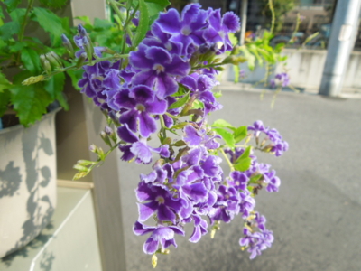 f:id:miyuki1967:20120914081636j:image