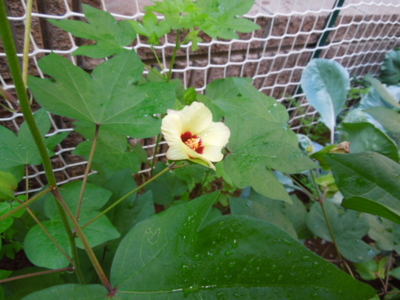 f:id:miyuki1967:20120914082041j:image