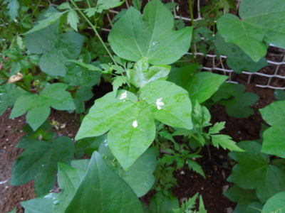 f:id:miyuki1967:20120914082047j:image