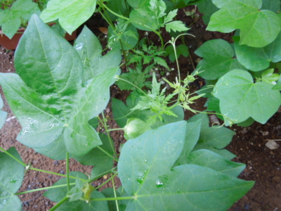 f:id:miyuki1967:20120914082100j:image