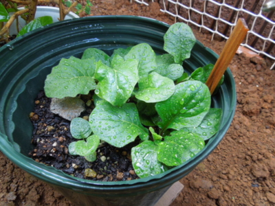 f:id:miyuki1967:20120914082107j:image