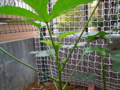 f:id:miyuki1967:20120914082130j:image