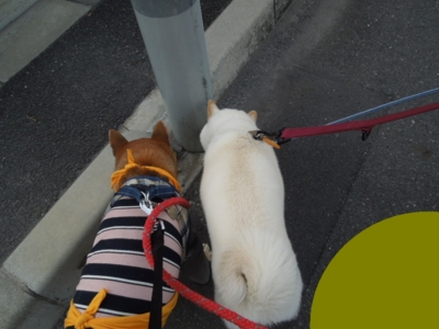 f:id:miyuki1967:20120929105434j:image